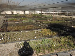 shadehouse and shadow