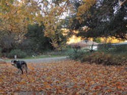 sycamore leaves