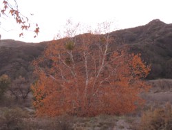 sycamore winter