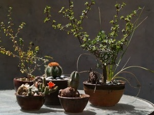 collection of baja plants