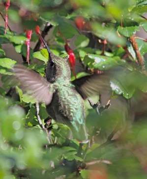 Anna's Hummingbird on Ribes speciosum