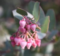 arctostaphylos lester  rowntree