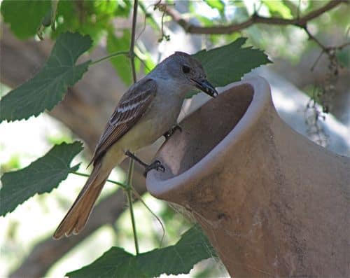 ash throated fly catcher on 'pima'