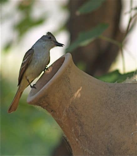 ash-thraoted flycatcher and pima