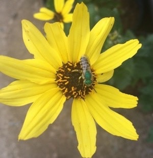 Ultra green sweat bee on Enceila californica
