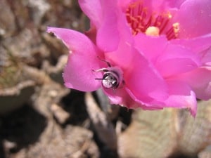 cactus flower bee