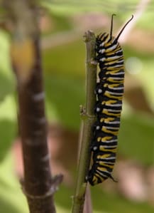 caterpillar