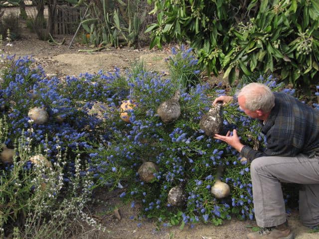 april first Ceanothus