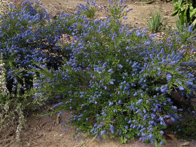 Ceanothus 'Concha',   March 31st