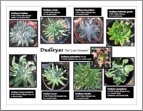 dudleya sheet mini