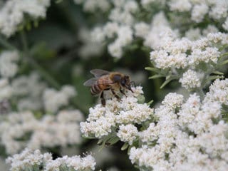 Eriogonum fasciculatum 'Warriner Lytle' with bee