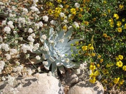 Eriogonum parvifolium (left) in a garden with Dudleya brittonii (center) and Viguiera laciniata (right)