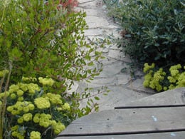 Eriogonum umbellatum yellow flowers along garden path, with Arctostaphylos 'Howard McMinn'