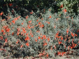 Epibolium flower