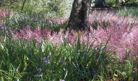 Hybrid Iris