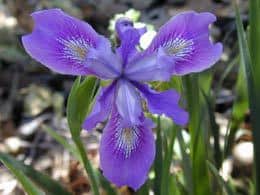 Iris douglasiana