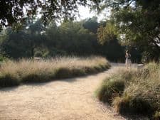 muhlenbergia rigens and path