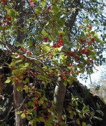 Rhamnus crocea