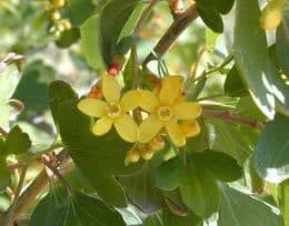 Ribes aureum