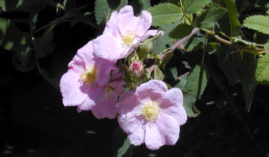 Rosa californica flower