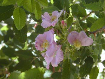 Rosa californica - Flowers