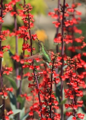 Hummingbird on Penstemon
