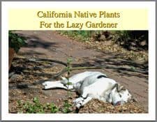 lazy gardener 