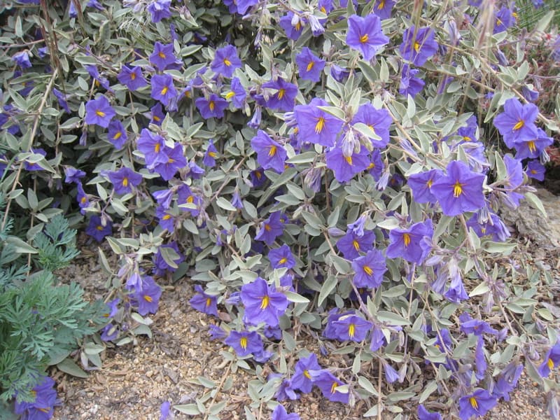 solanum_hindsianum