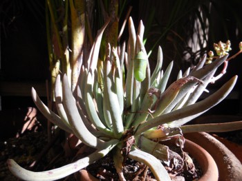 monarch chrysalis on dudleya