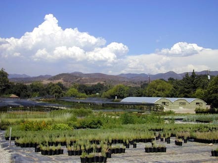 Tree of Life Nursery, summer