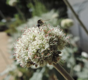 pollinator on buckwheat flower