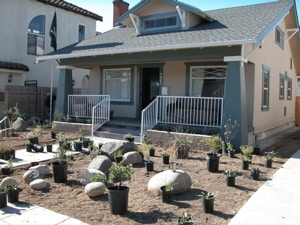 Plants ready for planting