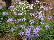 sisyrinchium bellum and allium