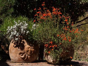 Sunny native pots,   late summer