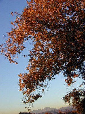 Sycamore, Fall lighting