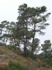 torrey pines