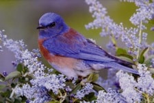 western bluebird on ceanothus