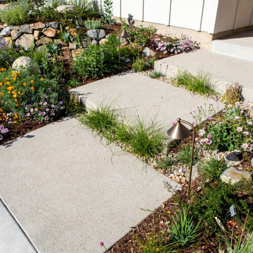 Native sedges soften edges on these wide pavers.