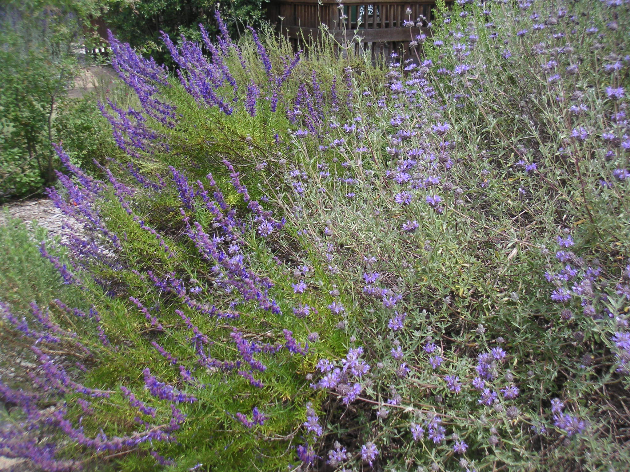 Fragrant Native Plants – Tree of Life Nursery