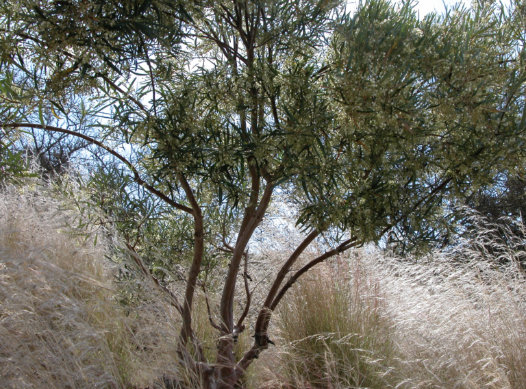 The California Garden – Tree of Life Nursery