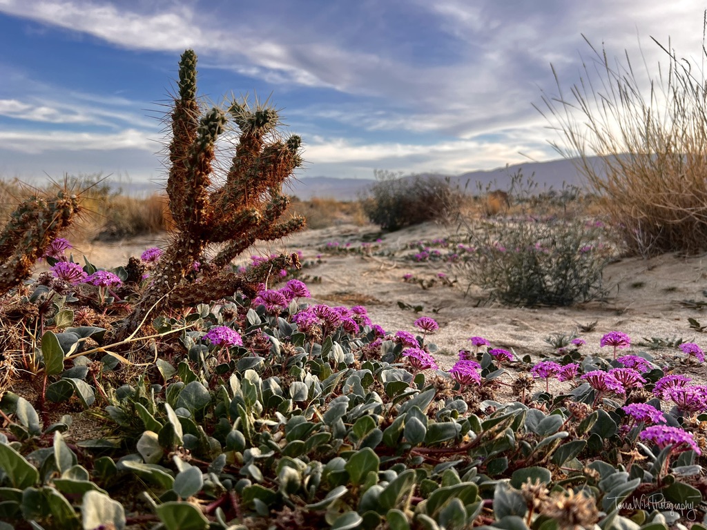 Winter Blooming Desert Flower in Garden